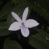 Barleria vestita T.Anderson